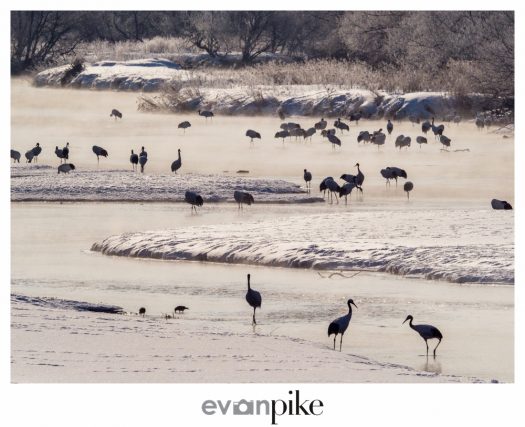 Winter Wildlife Tour Of Japan Artistic Red Crowned Cranes