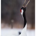 2017 Winter Wildlife Tour Of Japan Artistic Red Crowned Cranes