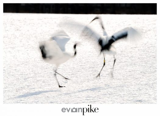 Winter Wildlife Tour Of Japan Artistic Red Crowned Cranes