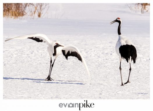 Winter Wildlife Tour Of Japan Dancing Red Crowned Cranes Japan