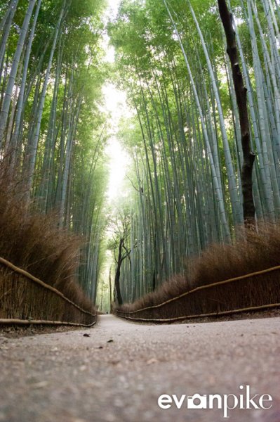 Bamboo grove in Kyoto