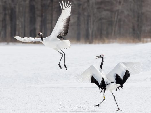 Red-crowned Cranes | Japan Photo Guide Japan Photo Guide